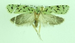 Izatha peroneanella