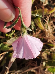 Convolvulus cantabrica image