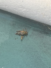 Pterygota