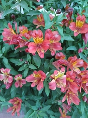 Alstroemeria aurea