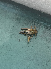 Pterygota