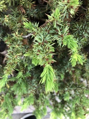 Juniperus rigida conferta
