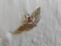 Apilocrocis