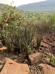 Sansevieria pearsonii
