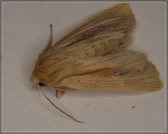 Ichneutica semivittata