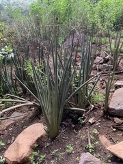 Sansevieria pearsonii
