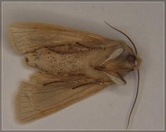Ichneutica semivittata