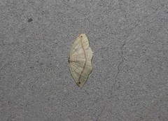 Microxydia orsitaria