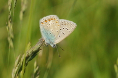 Polyommatus icarus
