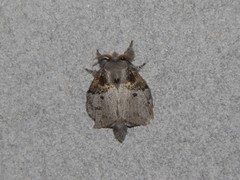 Euglyphis praedicabilis