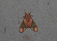 Neonerita dorsipuncta