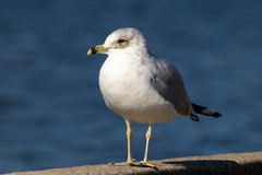 Larus delawarensis