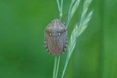 Eurygaster maura