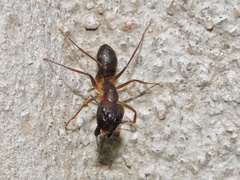 Camponotus
