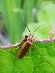 Cantharis rufa
