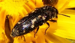 Acmaeodera tubulus