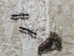 Leptogenys chinensis