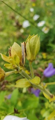 Eilema lurideola