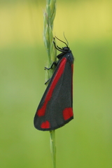 Tyria jacobaeae