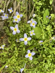 Houstonia serpyllifolia
