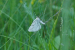 Siona lineata
