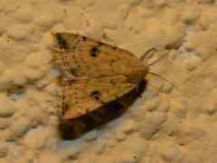 Micrathetis