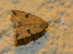 Micrathetis