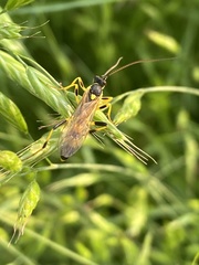 Amblyteles armatorius