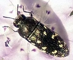 Acmaeodera tubulus