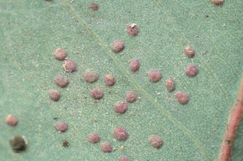 Australian Eucalyptus Leafgall Wasp photo 4
