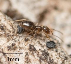 Brachymyrmex patagonicus