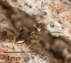 Brachymyrmex patagonicus