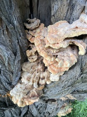 Laetiporus sulphureus