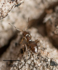Brachymyrmex patagonicus