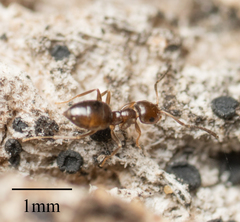 Brachymyrmex patagonicus