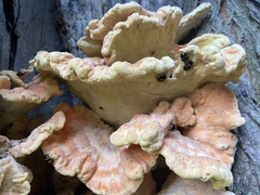 Laetiporus sulphureus