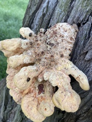 Laetiporus sulphureus