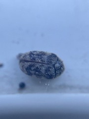 Trogoderma glabrum