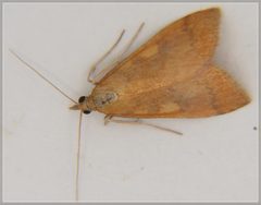 Mnesictena flavidalis
