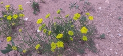 Harbouria trachypleura