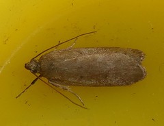Phaeosaces apocrypta