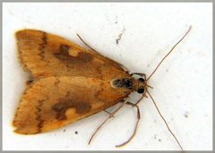 Mnesictena flavidalis