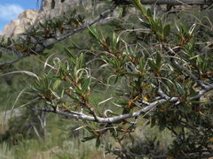 Cercocarpus ledifolius intermontanus