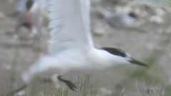 Thalasseus sandvicensis