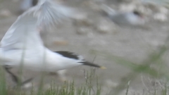 Thalasseus sandvicensis