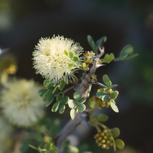 Dog Poop Bush