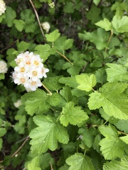 Physocarpus malvaceus