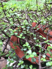 Portulacaria