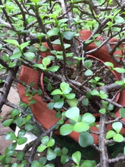 Portulacaria