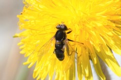 Anasimyia perfidiosus